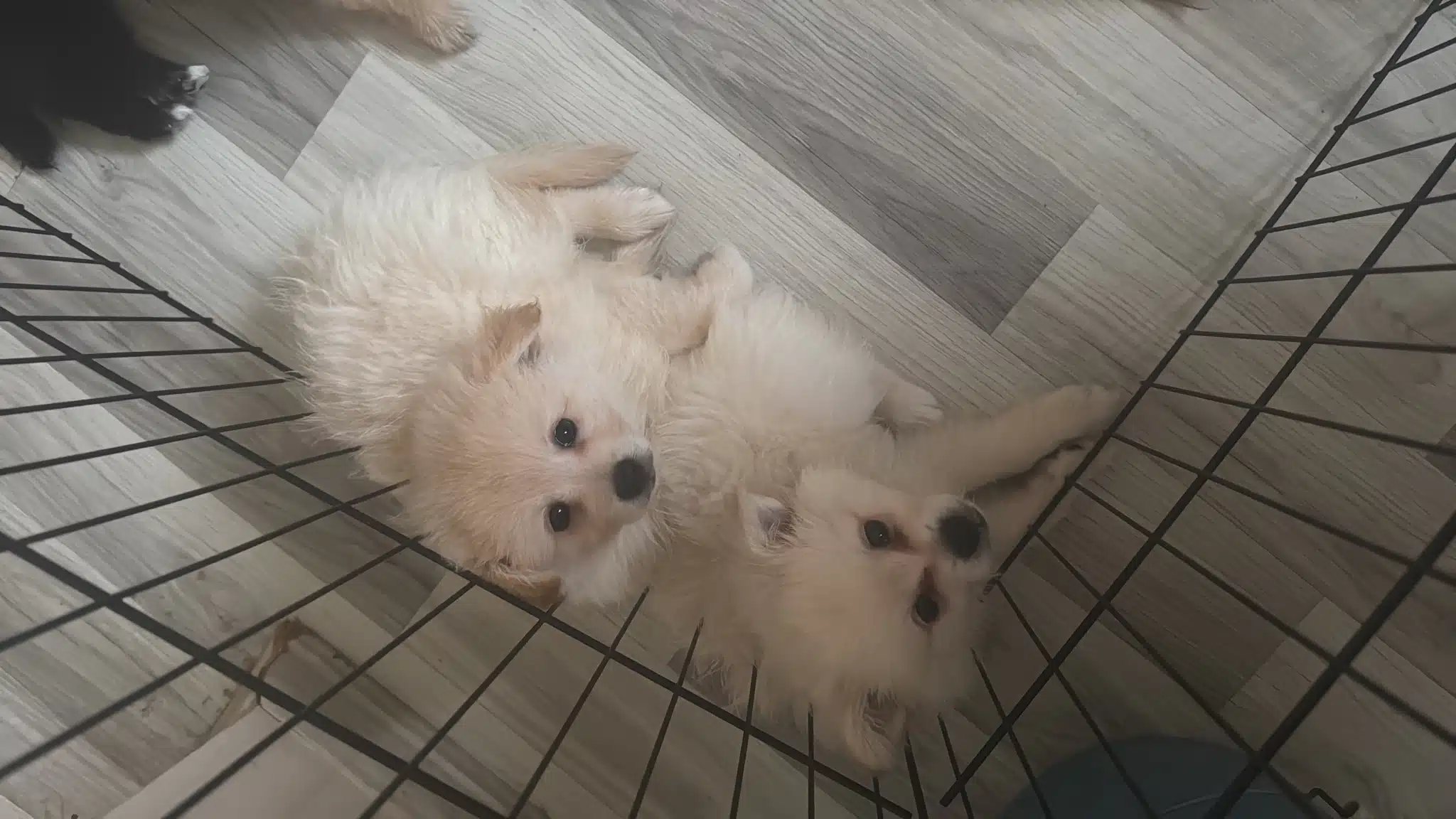 2 Aylık Oyuncu Dostu Yavru Sptiz
