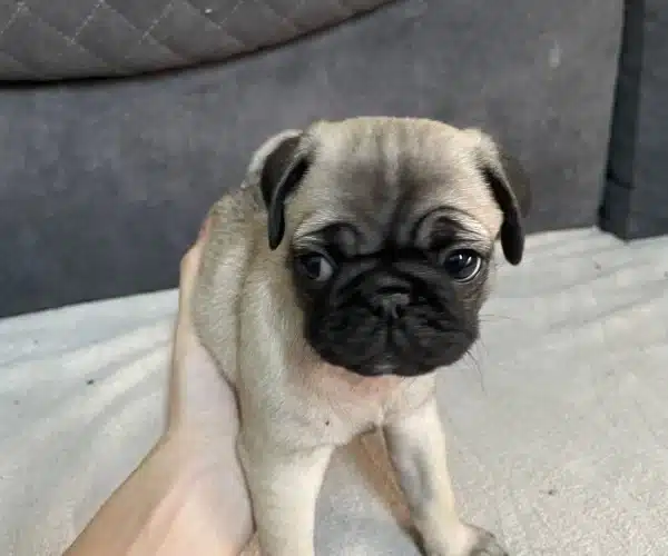 Puk Yavrularımı 48 Günlükler