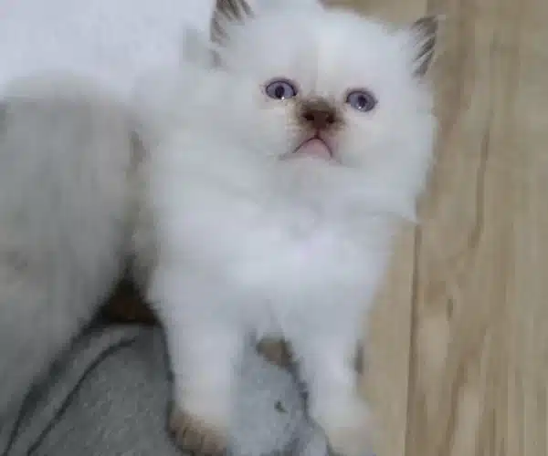 Teslime Hazır Minnoşlarım