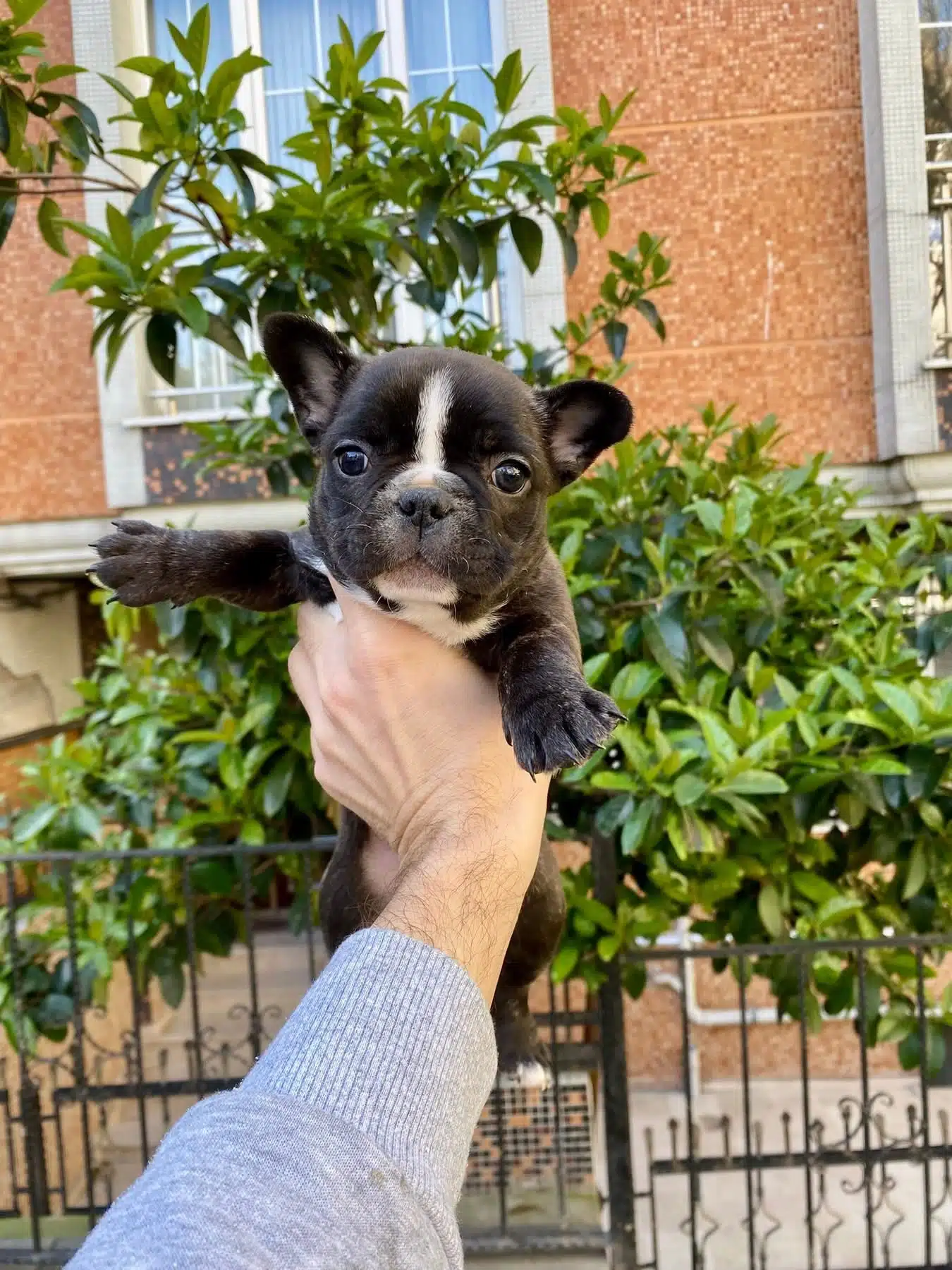 Çok Sevimli Ve Oyuncu French Bulldog Yavrularımız