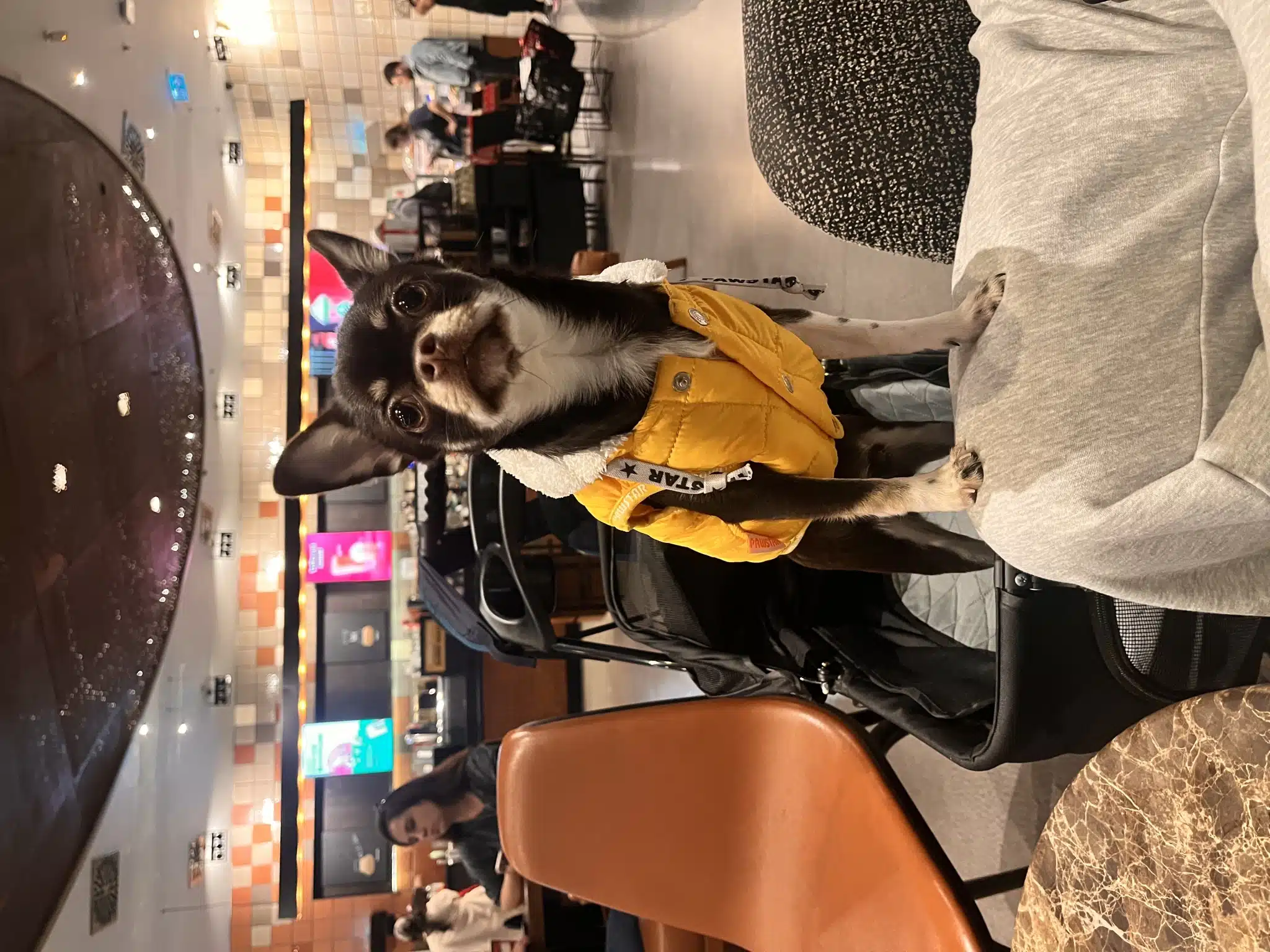 11 Aylık Erkek Chihuahua