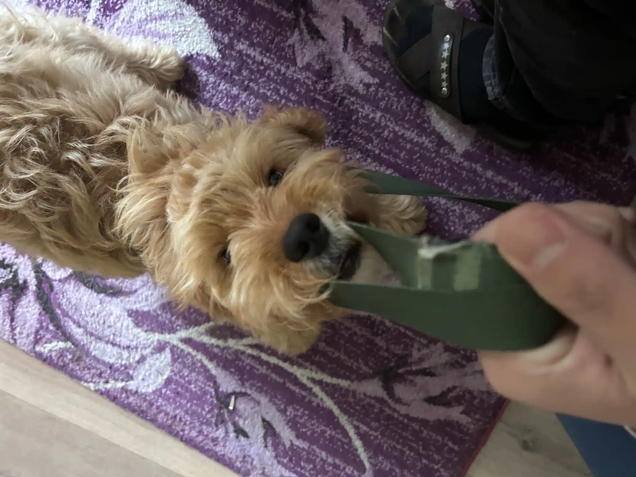5 Aylık Bir Maltipoo