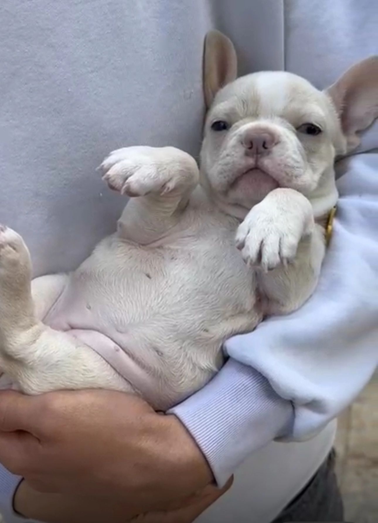 Platinum French Bulldog