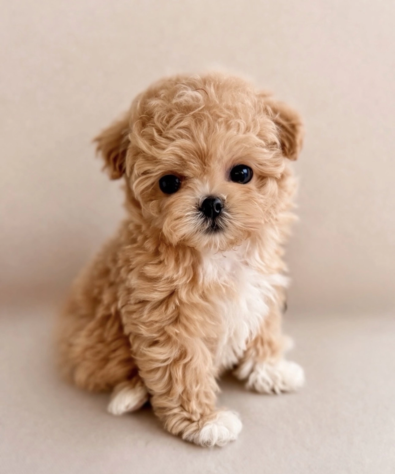 Sağlıklı, Sosyal Ve Aşılı Toy Poodle Yavrular