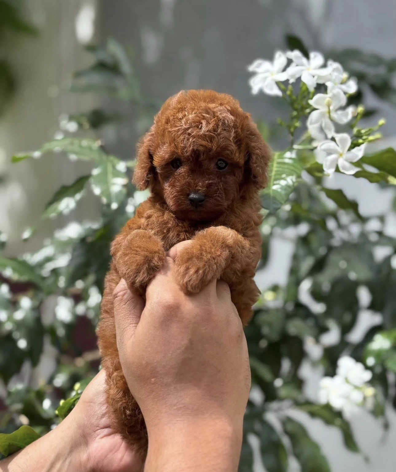 Özenle Büyütülen Aşılı Toy Poodle Yavrular
