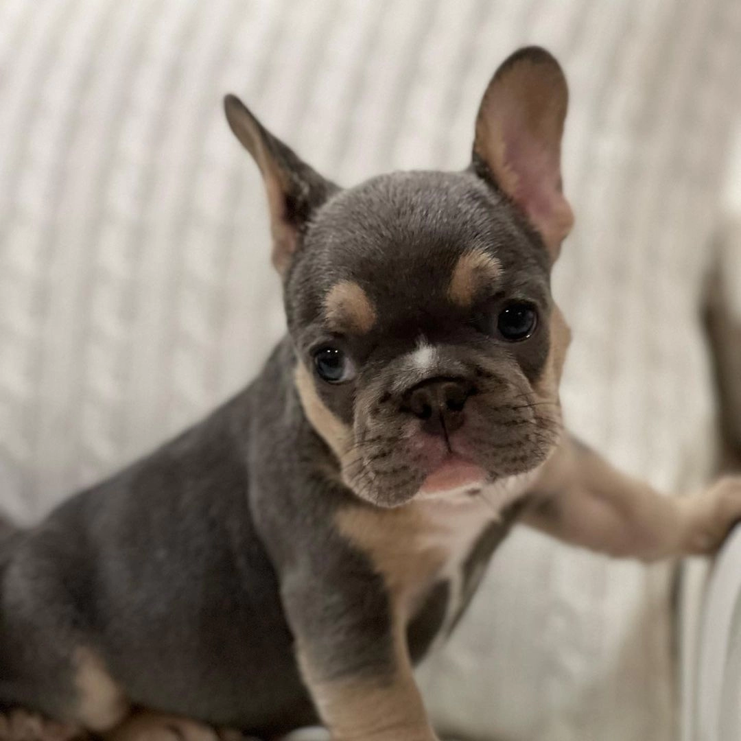 Lilac Tan French Bulldog Yavruları