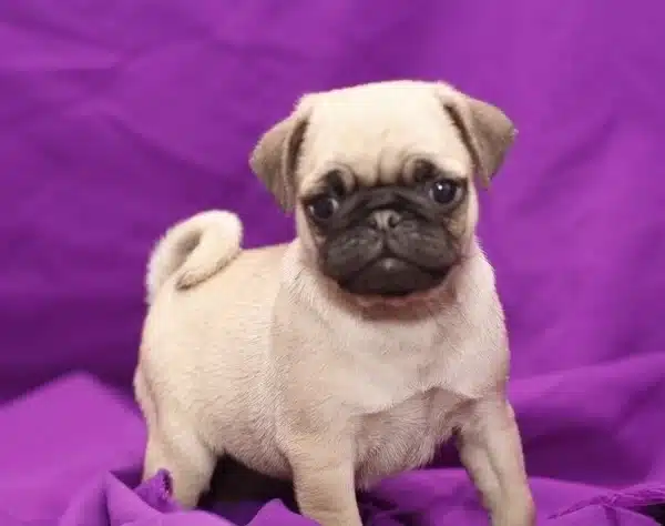 Irk Garantili Pug Yavruları