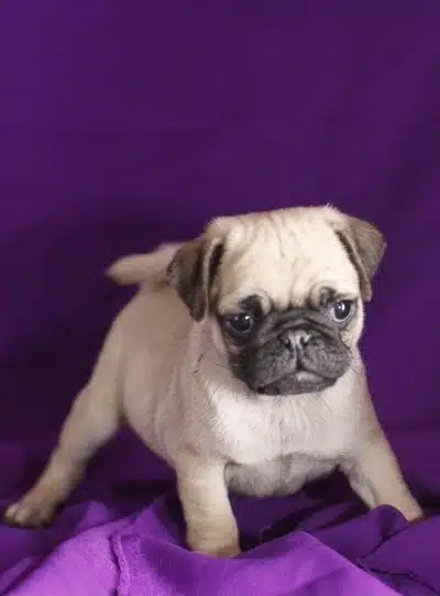 Irk Garantili Pug Yavruları