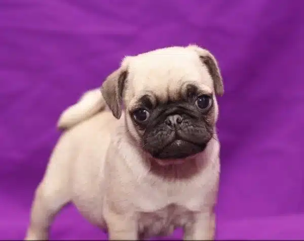 Dünya Tatlisi Pug Yavrulari