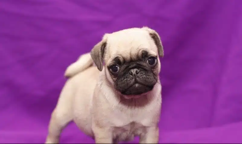 Irk Garantili Pug Yavruları