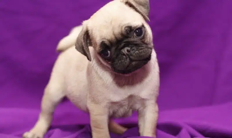 Irk Garantili Pug Yavruları