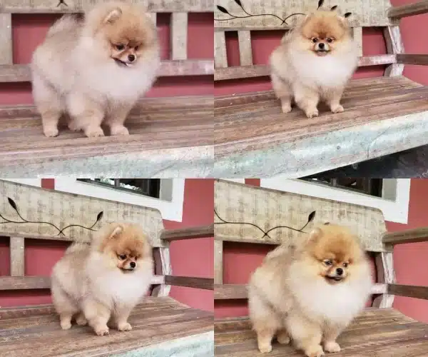 Pomeranian Boo Yavruları