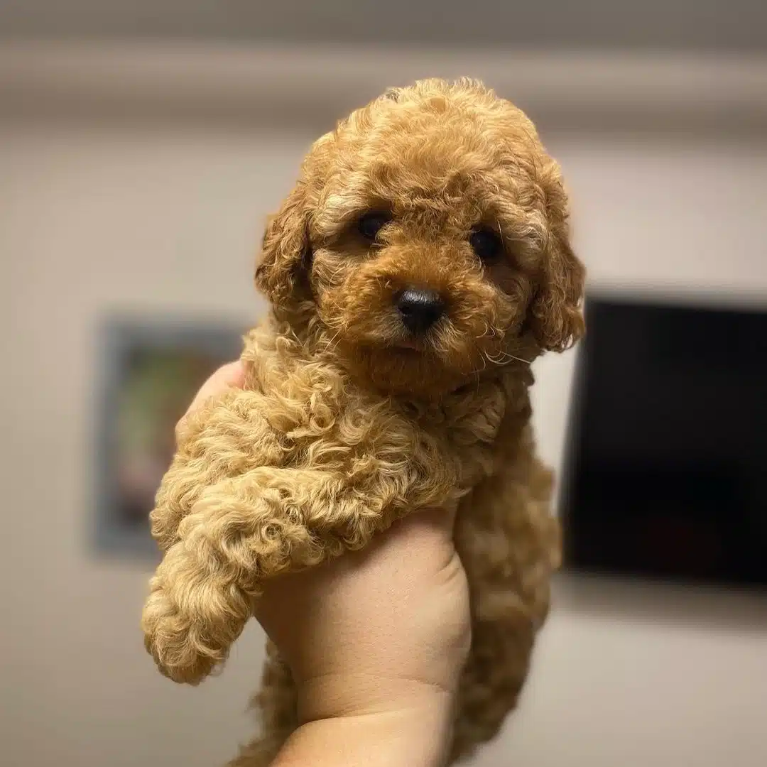 Toy Poodle Yavrulari