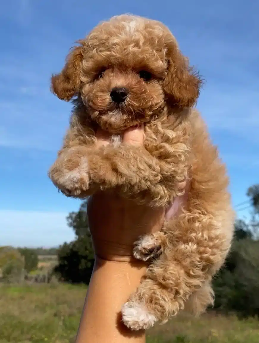 Toy Poodle Yavruları Denizli