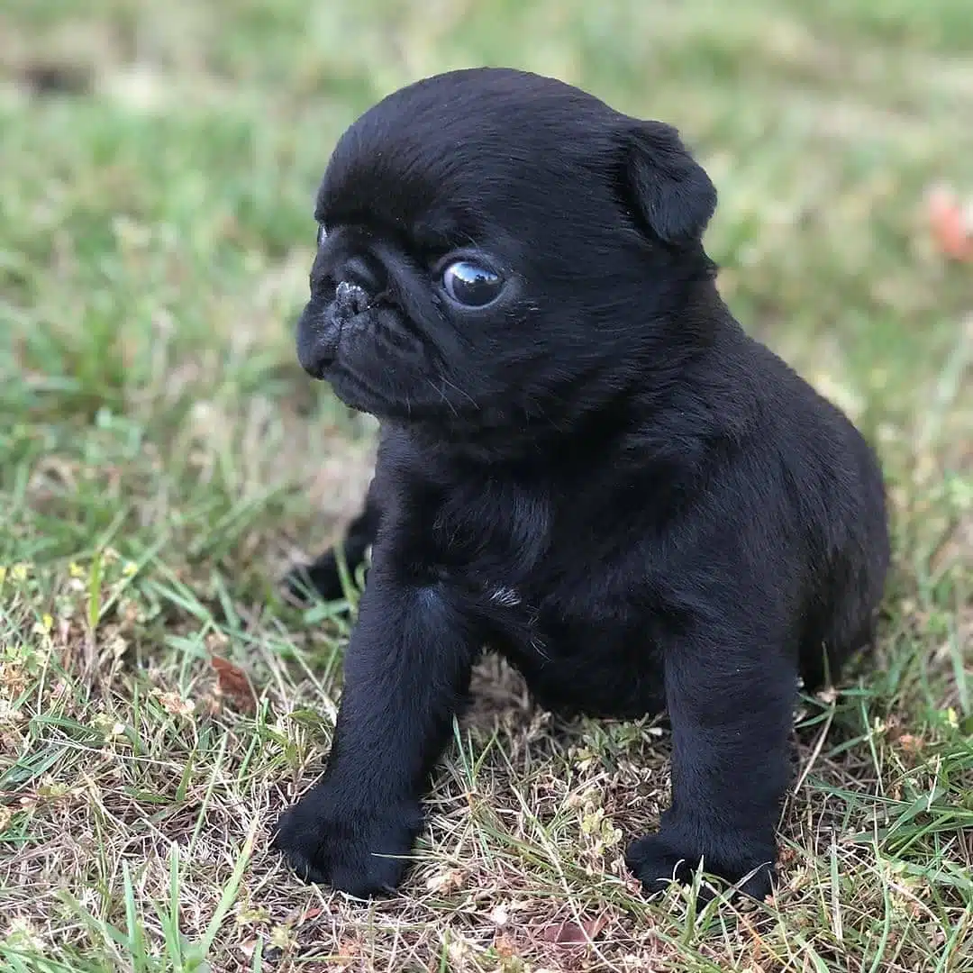 Irk Garantili Pug Yavrulari