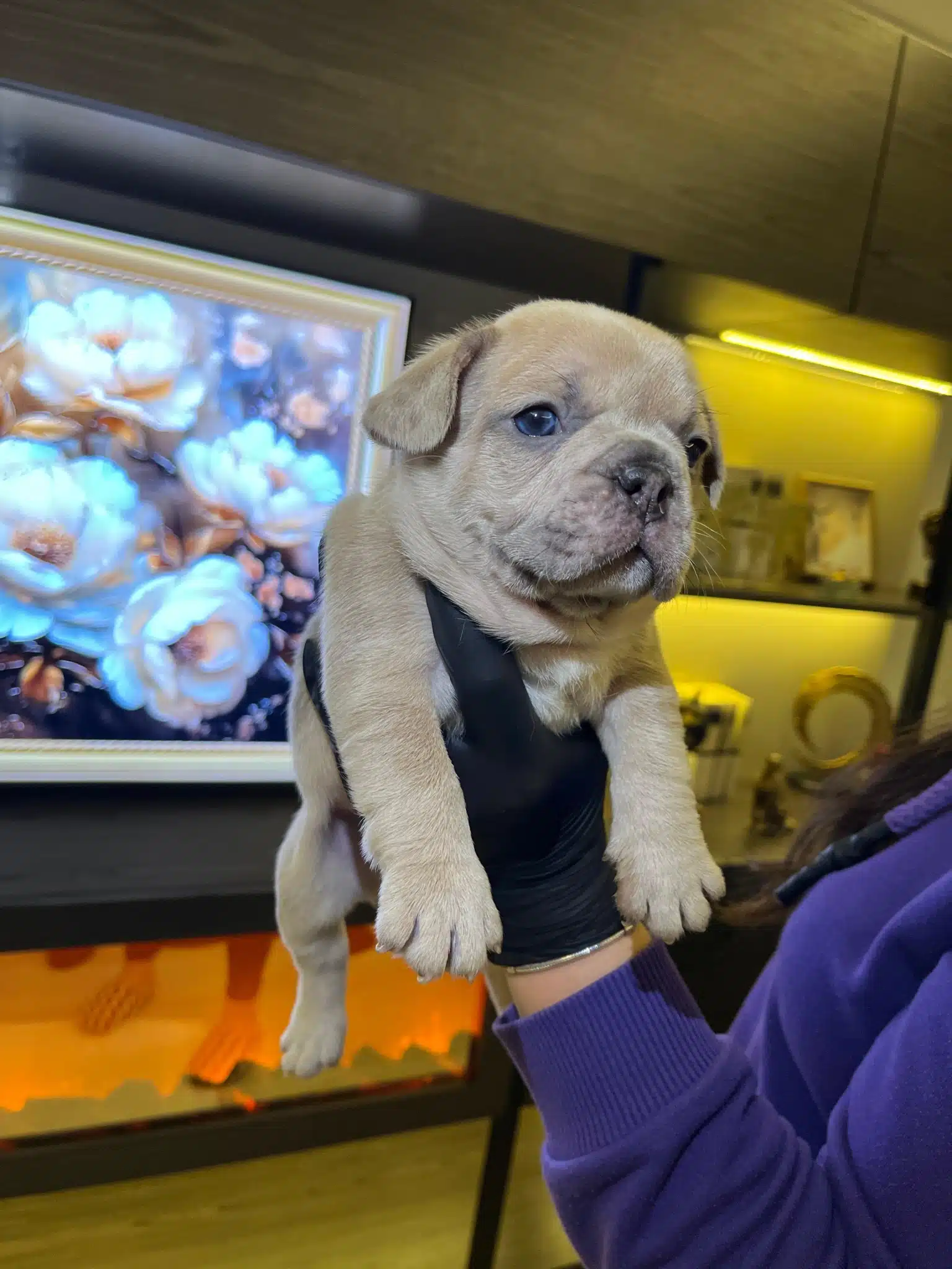 Egzotik French Bulldog Yavrularım Harika Renkler Ve Anatomi