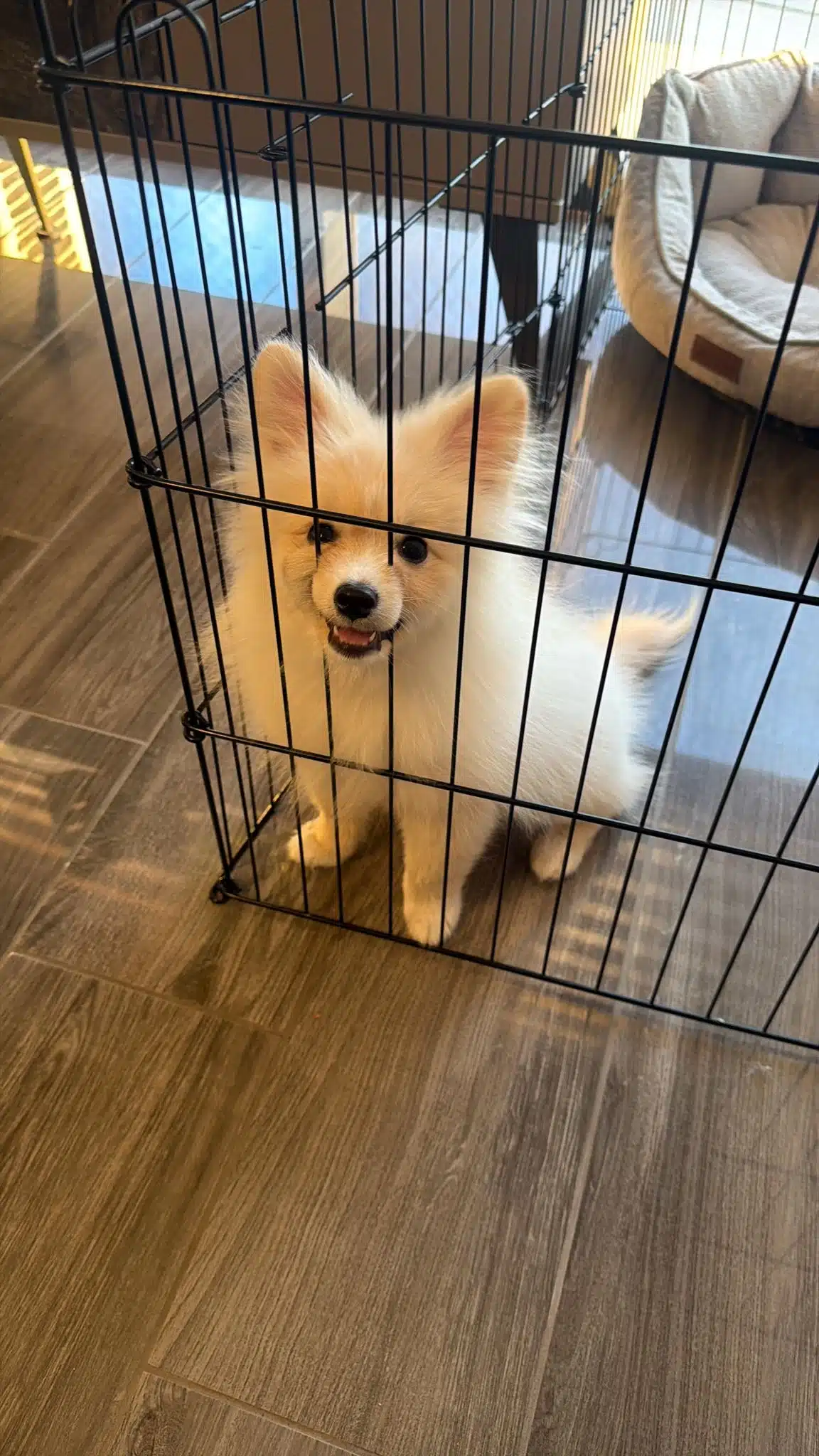 Ücretsiz Yavru Pomeranian Sahiplendirilecektir.