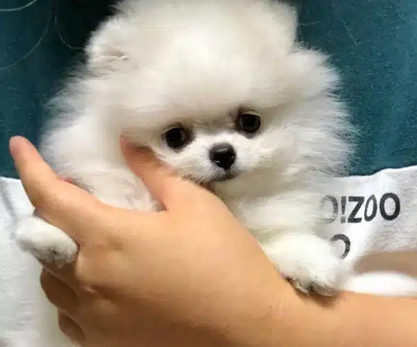 Pomeranian Boo Yavrulari