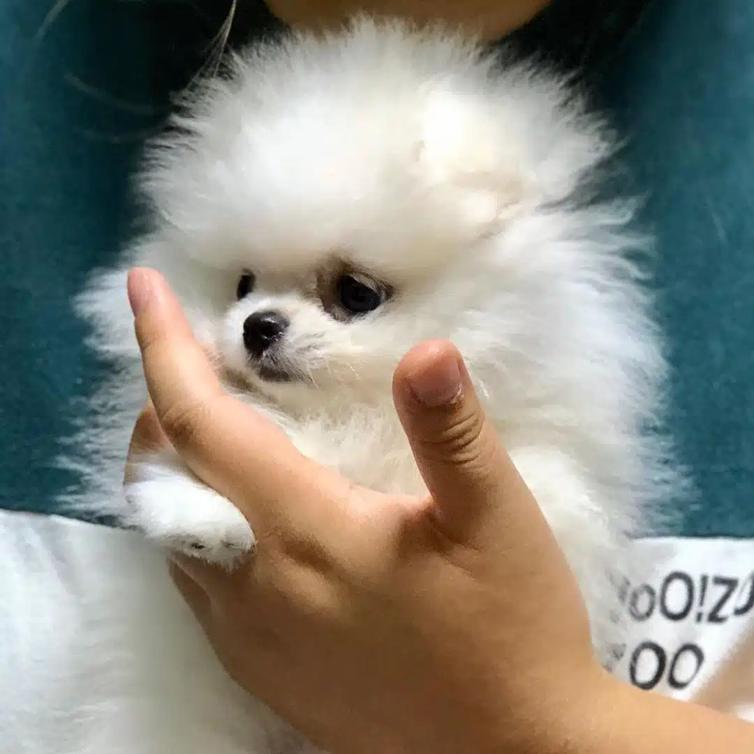 Ayi Surat Pomeranian Boo Yavrulari