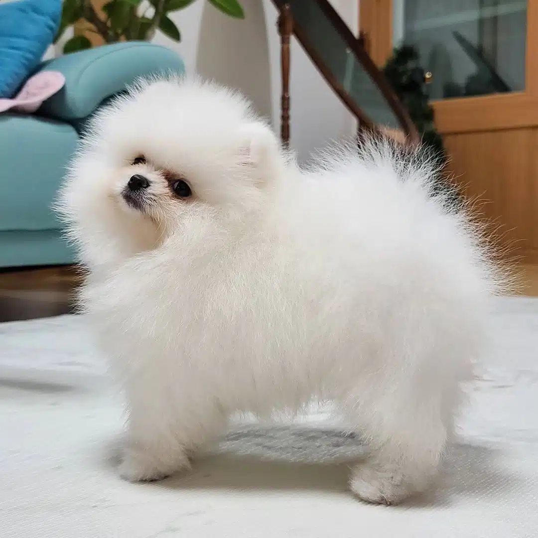 Ayi Surat Pomeranian Boo Yavrulari
