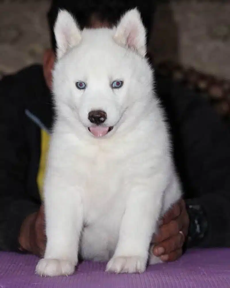Husky Sibirya Yavruları
