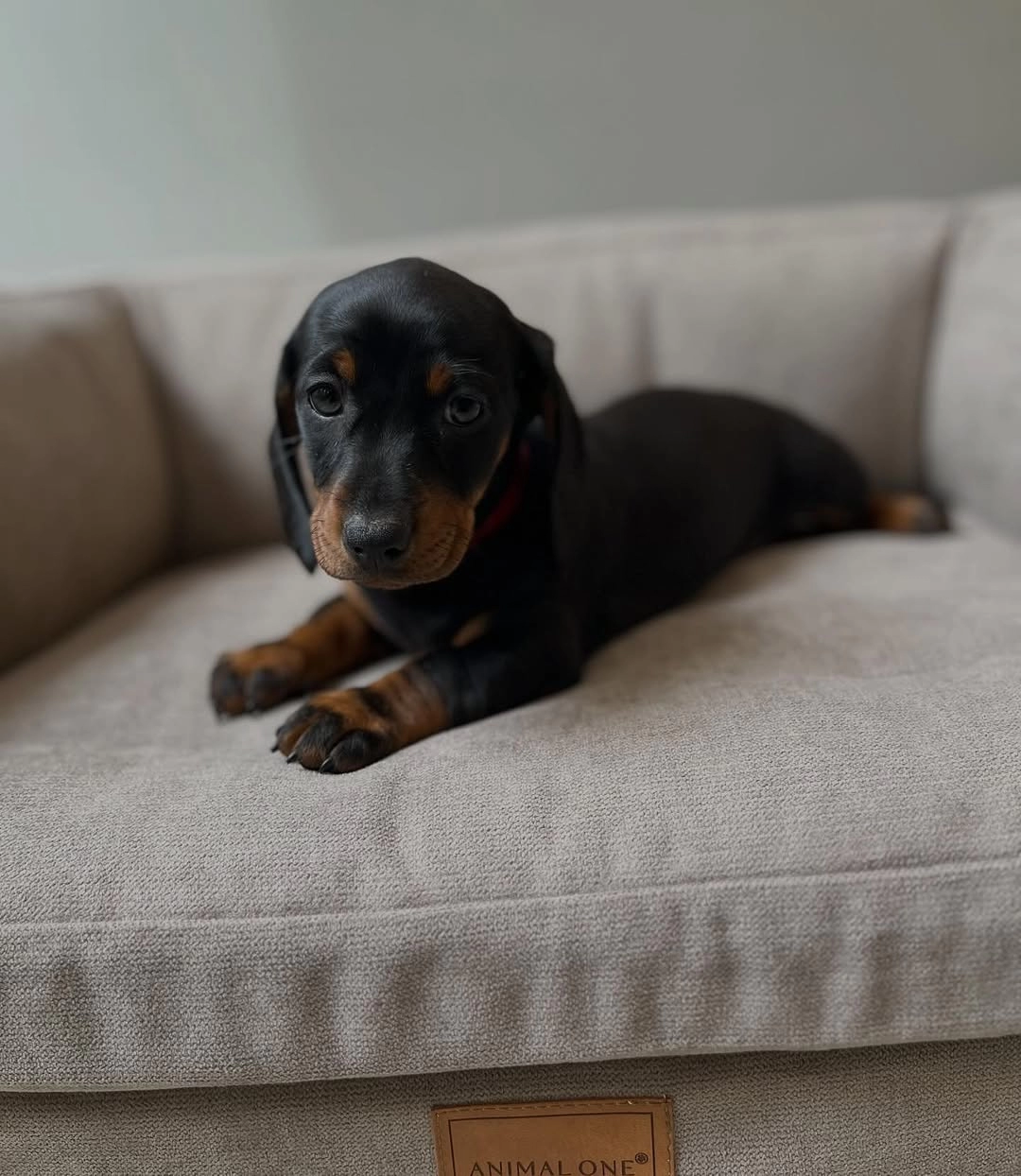 Irk Garantili Dachshund Yavruları