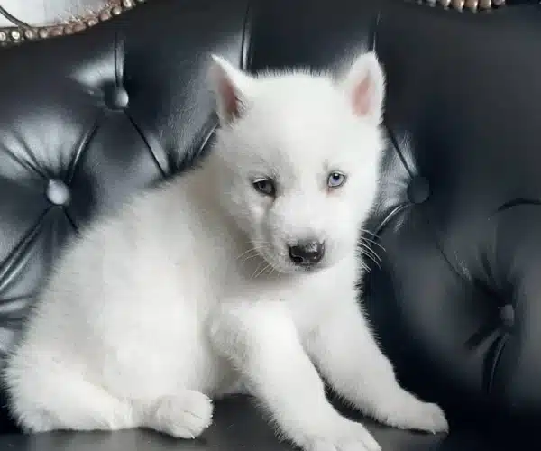 Beyaz Husky Sibirya Yavrulari