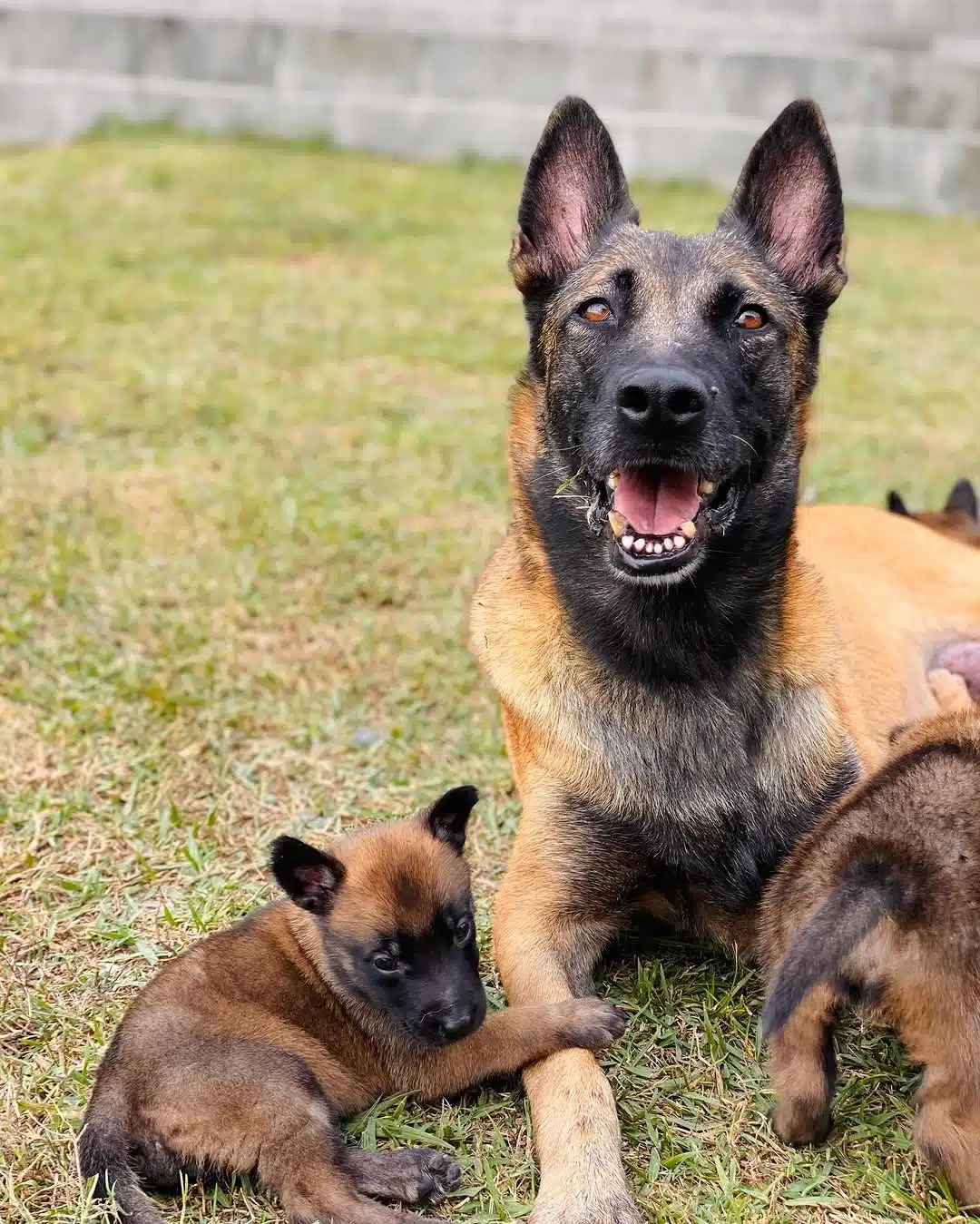 Belçi̇ka Mali̇noi̇s Yavrulari