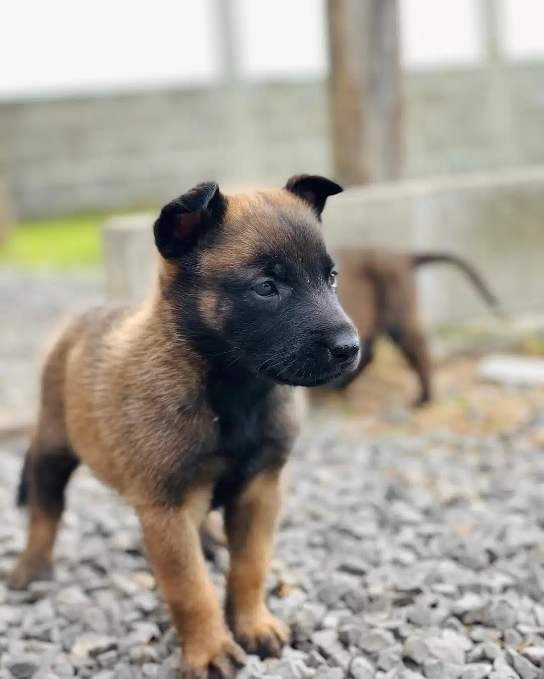 Belçi̇ka Mali̇noi̇s Yavrulari