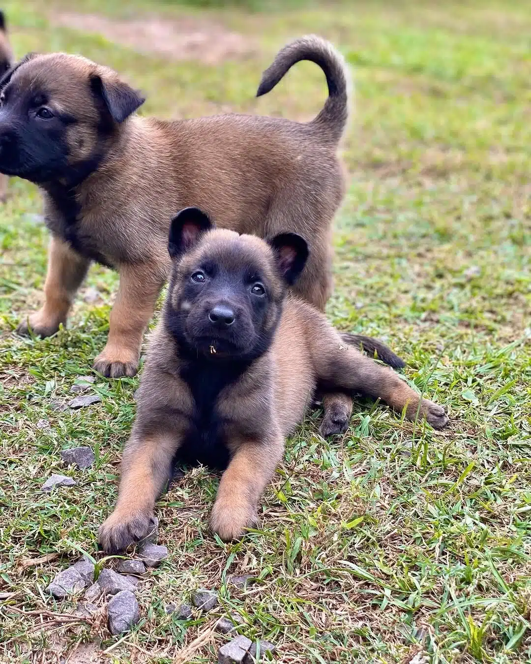 Belçi̇ka Mali̇noi̇s Yavrulari