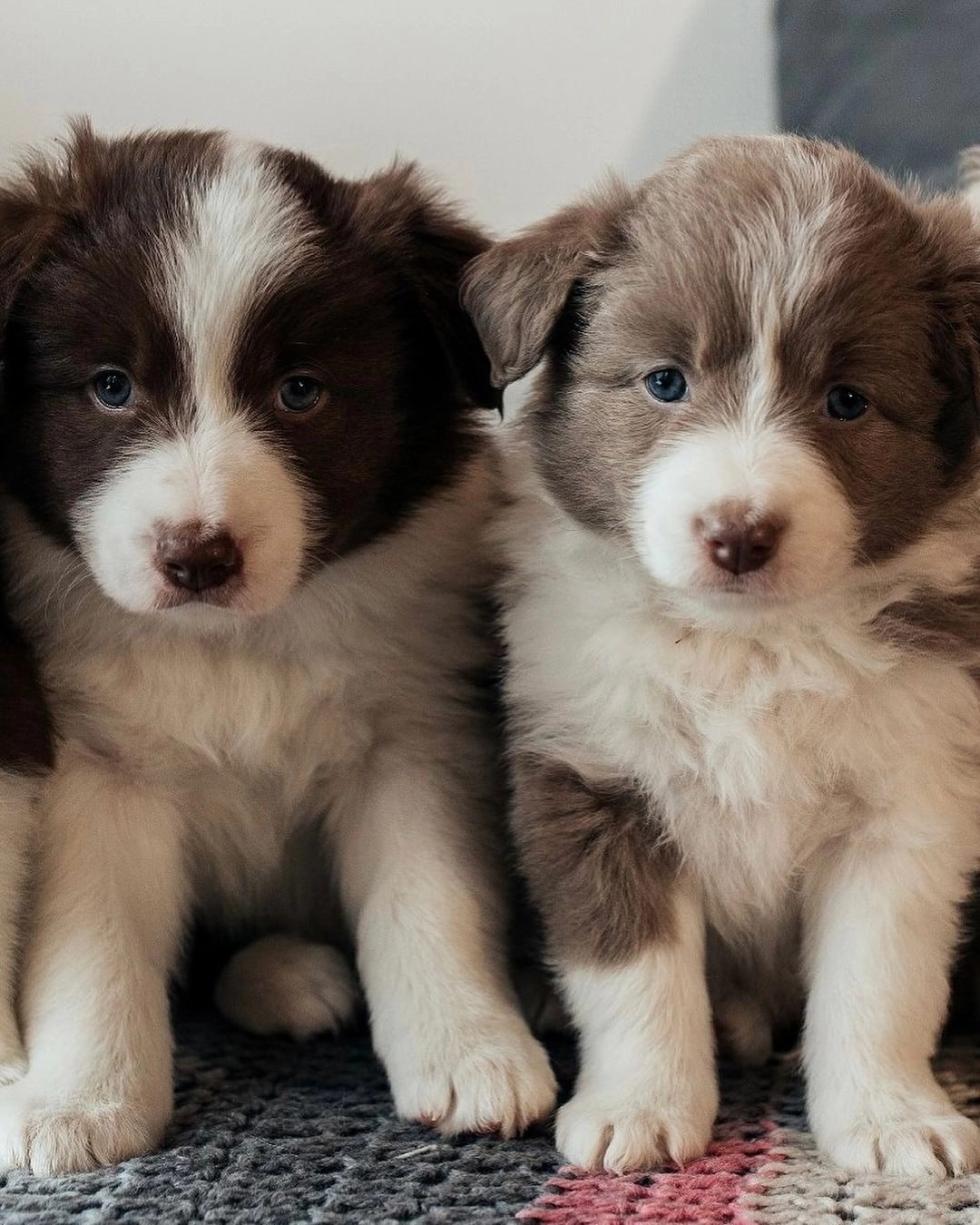 Irk Garantili Border Collie Yavruları