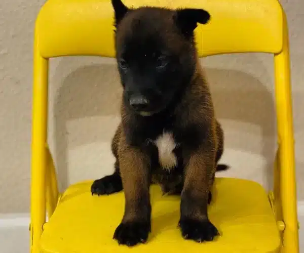 Belçika Malinois Yavrulari