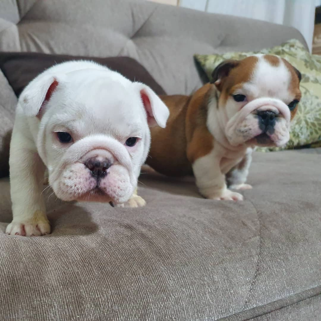 İngiliz Bulldog Yavruları