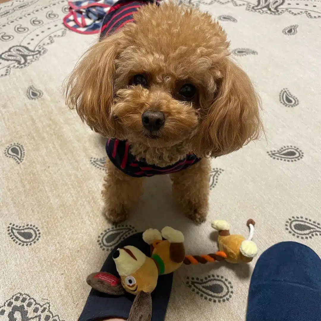 Toy Poodle Yavrulari