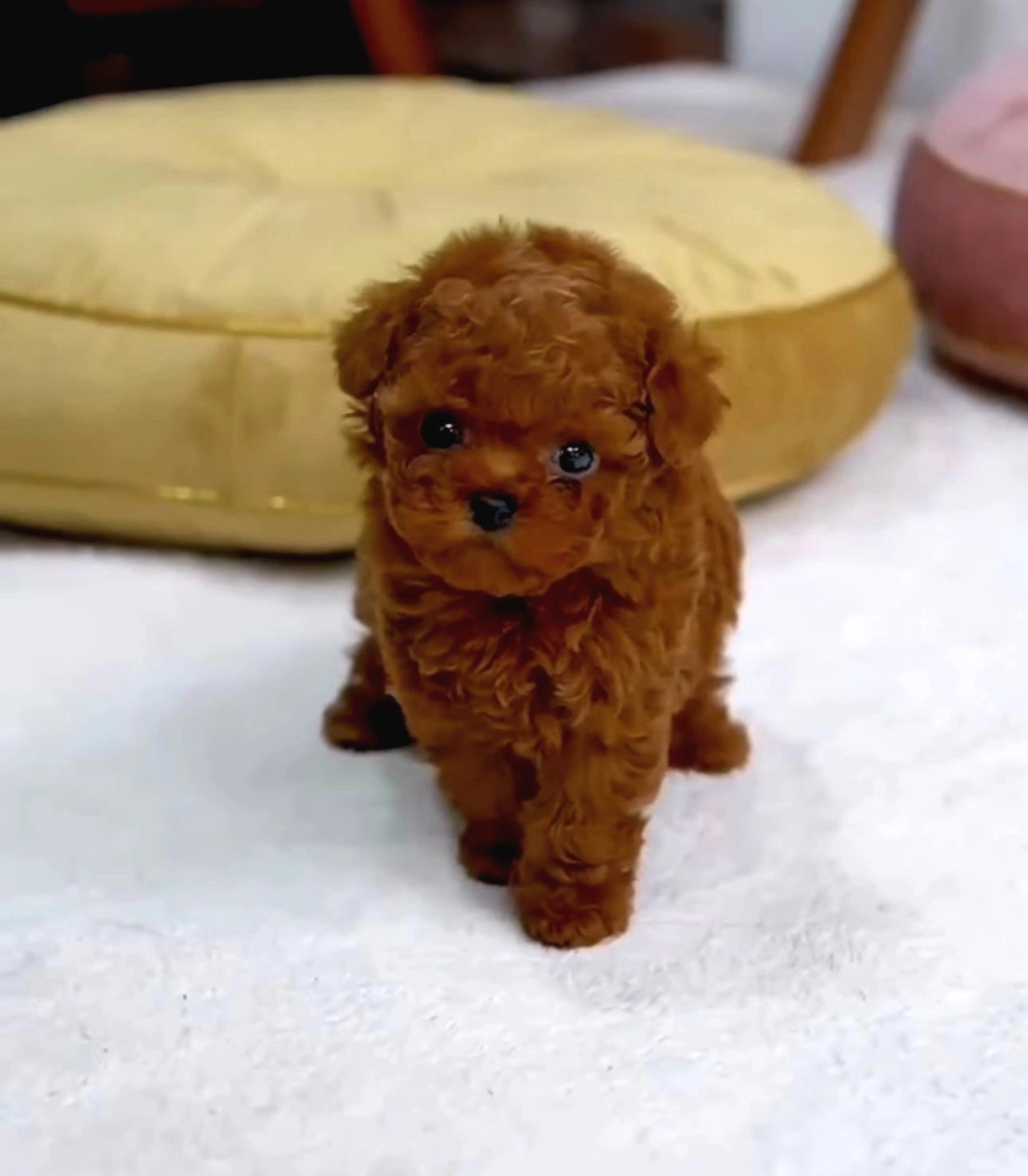 Toy Poodle Sahiplendirme