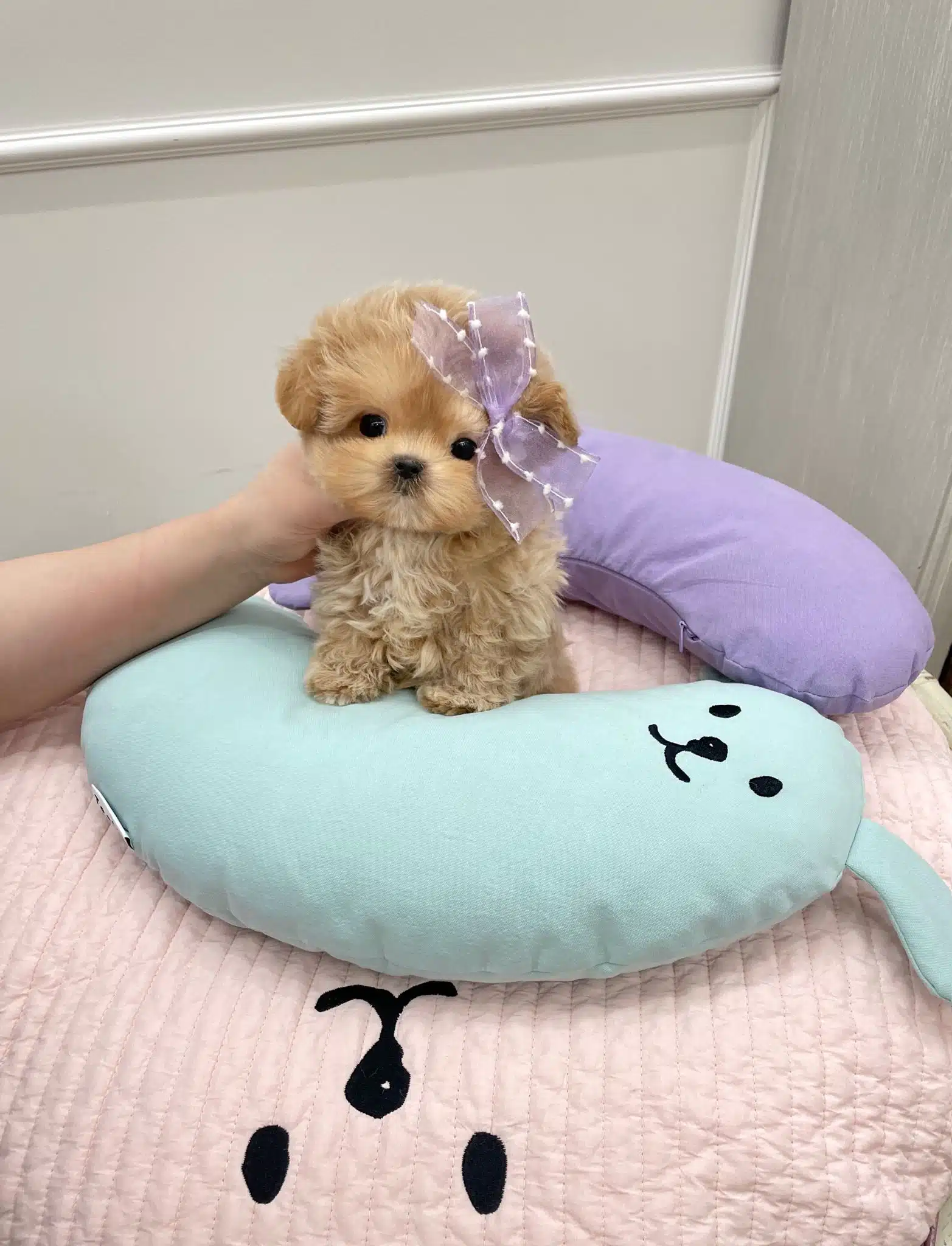 Eğitimli Korean Toy Poodle Bebişlerimiz
