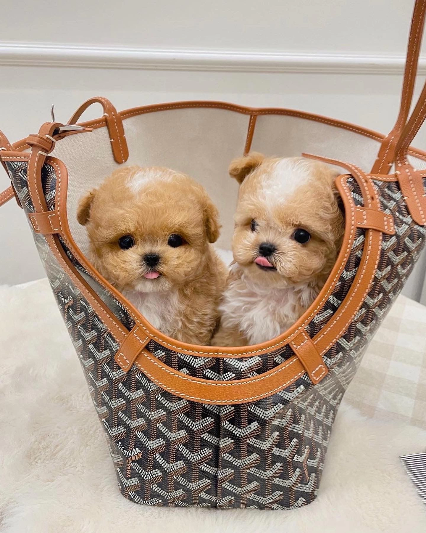 Party Clour Renk Yapılı Kore Poodle Bebeklerimiz