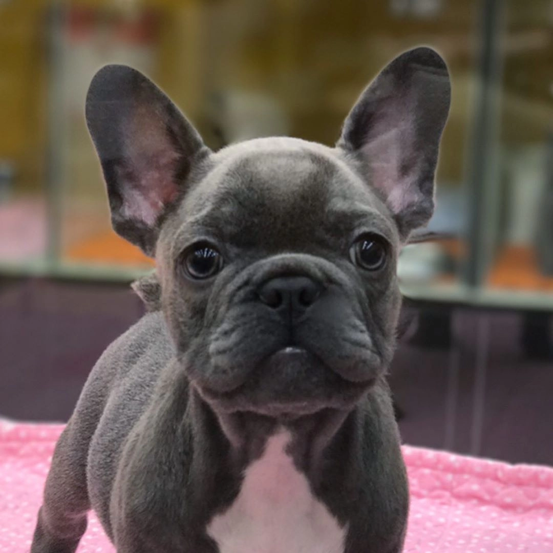 Blue French Bulldog Yavruları