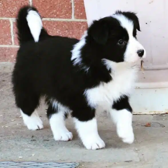 Border Collie Yavrulari
