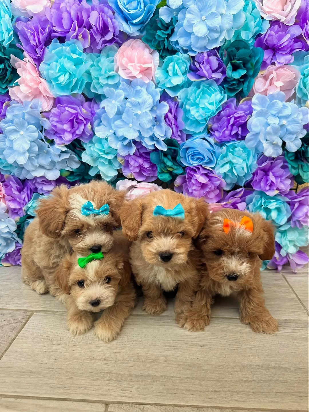 F2 Maltipoo Yavruları