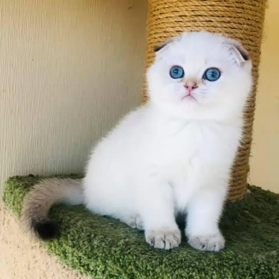 Scottish Fold Yavruları