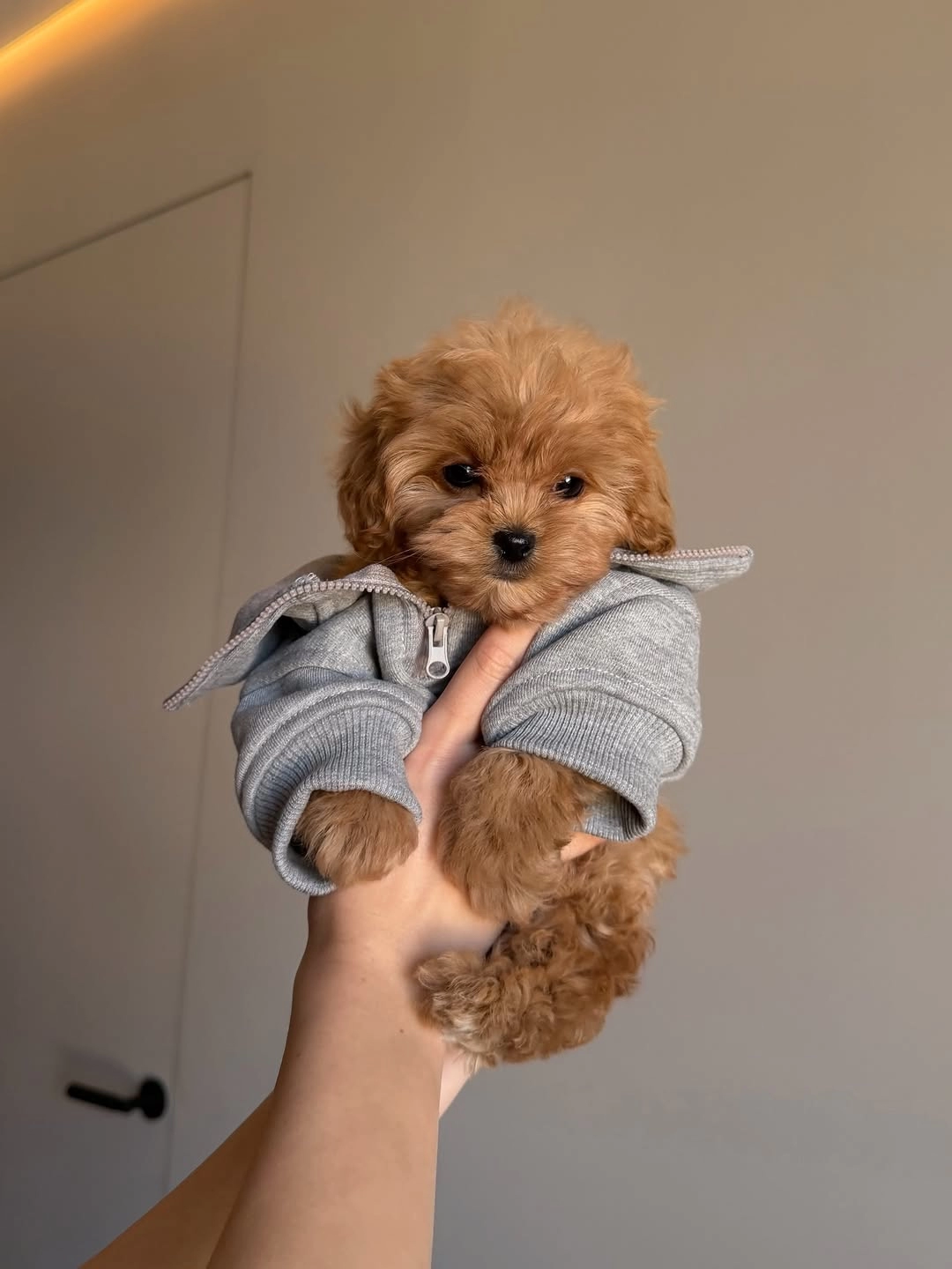 Dünya Tatlısı Maltipoo Yavruları