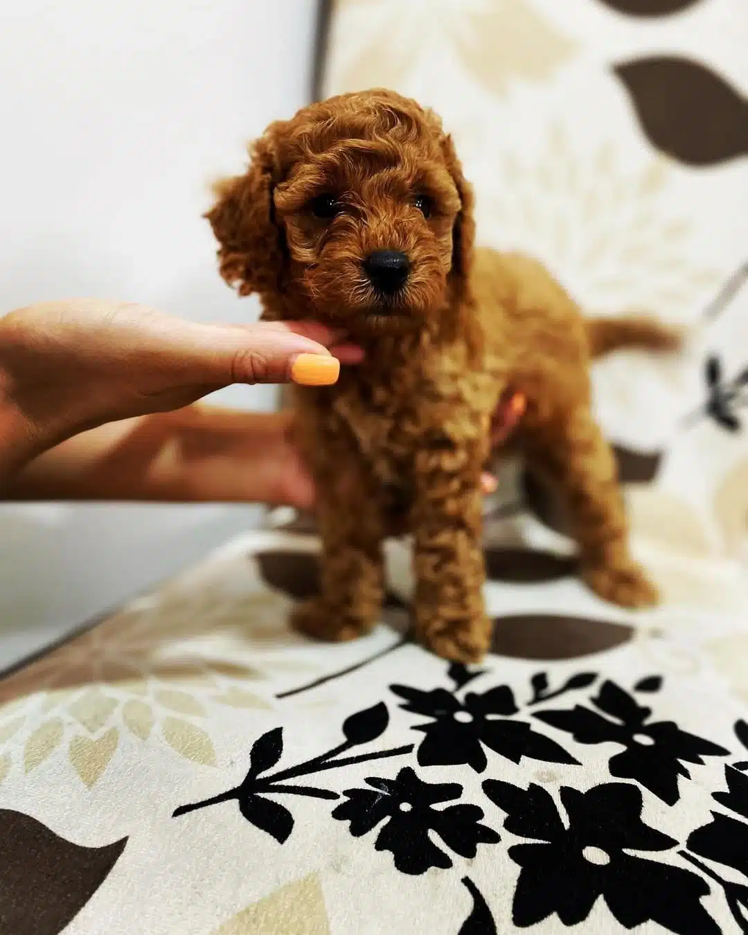 Toy Poodle Yavruları