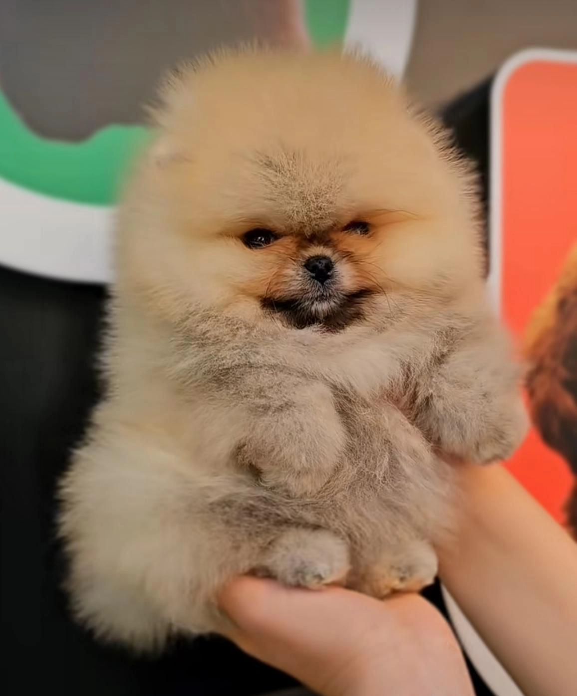 Oyuncu Ve Neşeli Pomeranian