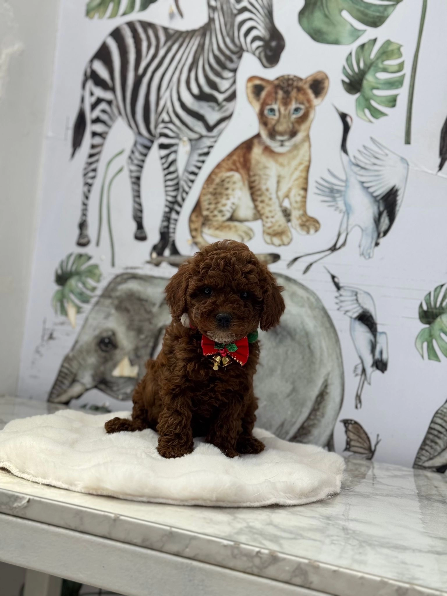 Irkının En Güzel Toy Poodle Yavruları