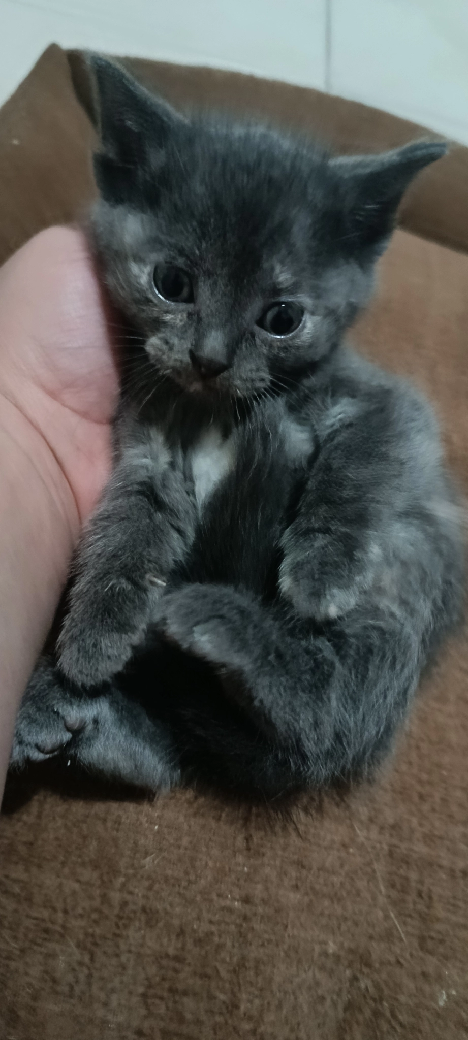 Satılık British Shorthair Silver Tabby