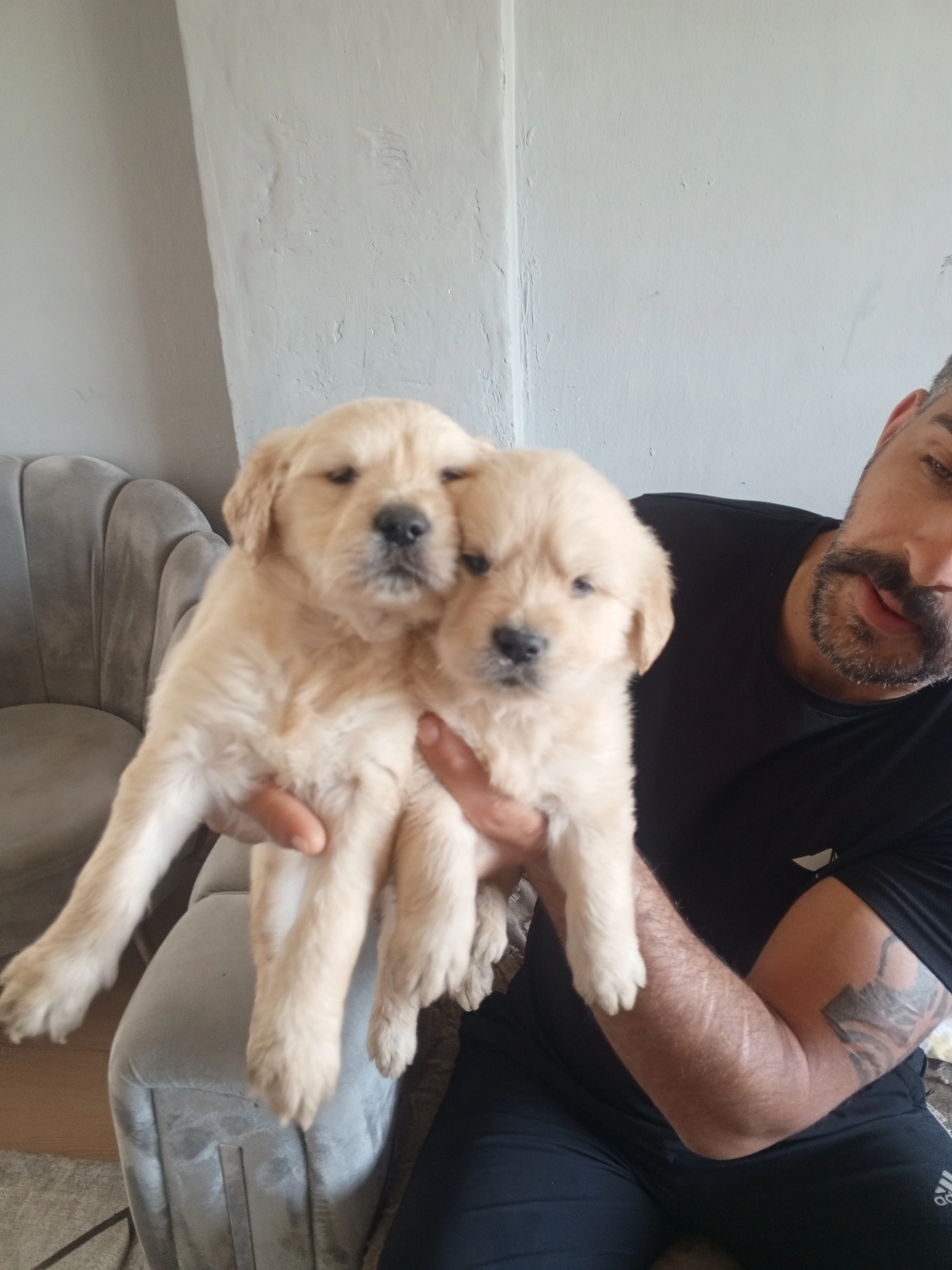 Golde Retriever Face Baby Macar Bebeklerimiz