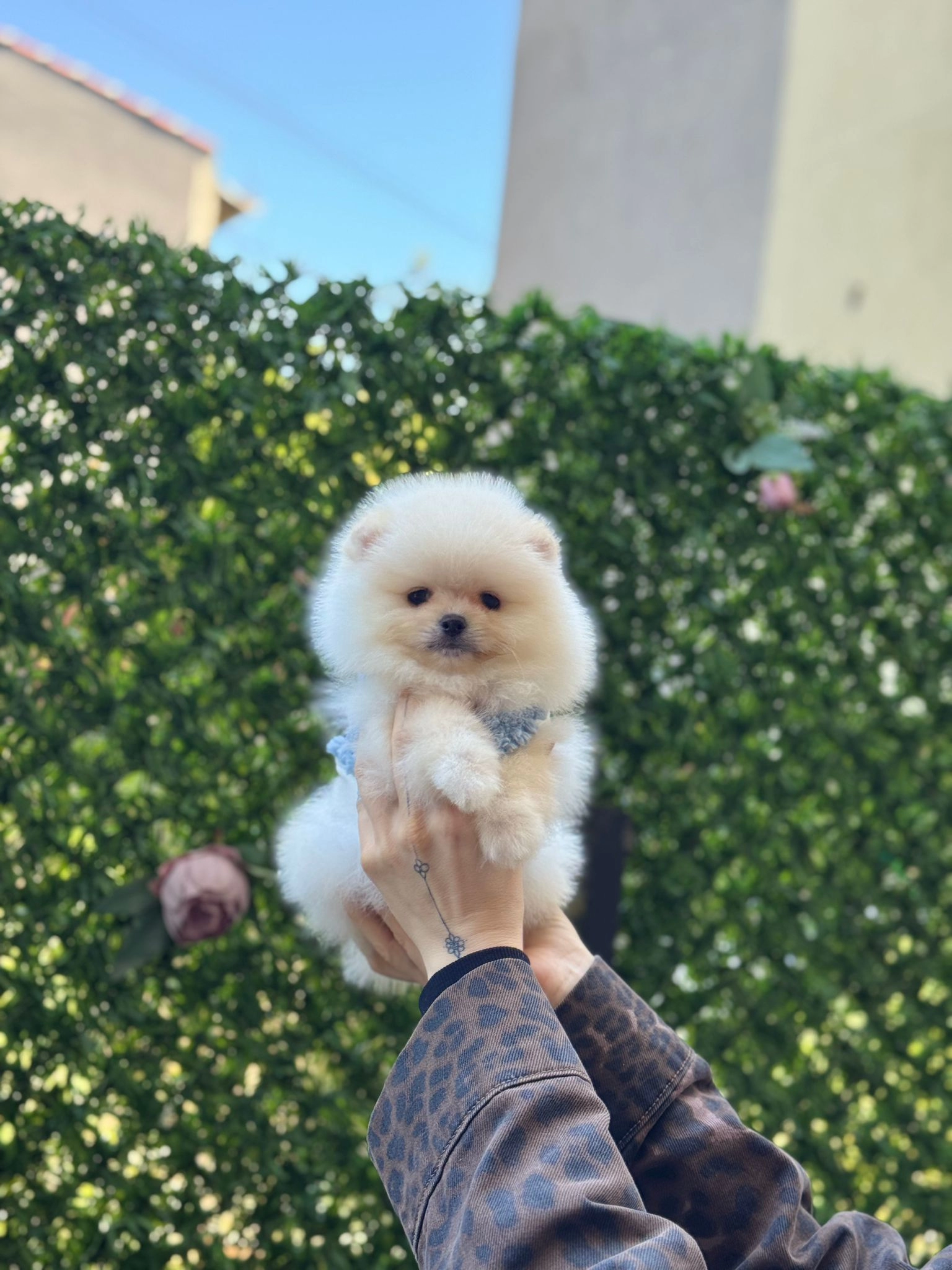 Show Kalite Pomeranian Boo