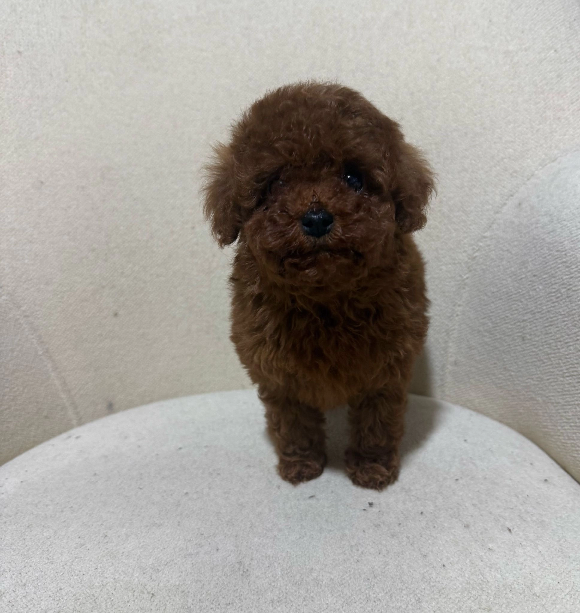 Yeni Yuvalarını Arayan Toy Poodle Yavrular