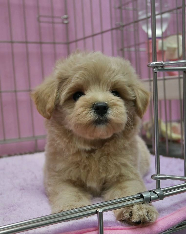 F2 Maltipoo Yavruları